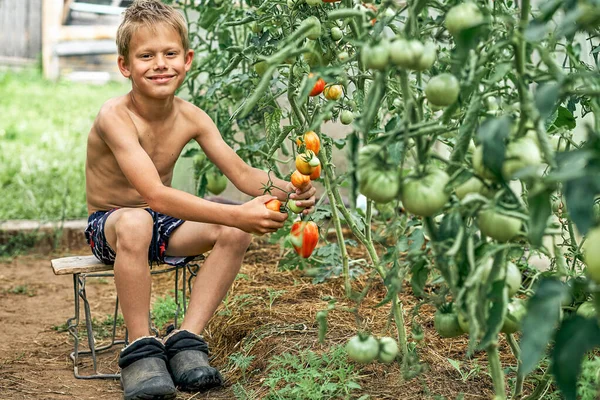 Tersenyum Anak Kecil Mengumpulkan Tomat Merah Matang Duduk Bangku Kecil — Stok Foto