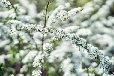 Elma ağacının ince dalları beyaz aromatik çiçeklerle güzel bir bahar gününde taze bahçede çiçek açıyor.