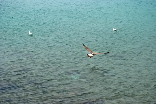 Gaviotas — Foto de Stock