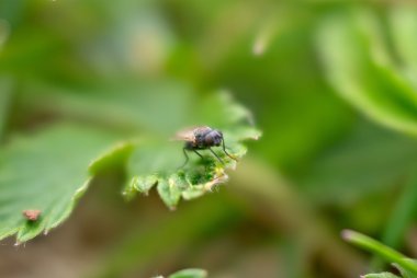 Yaprağın üzerinde uç