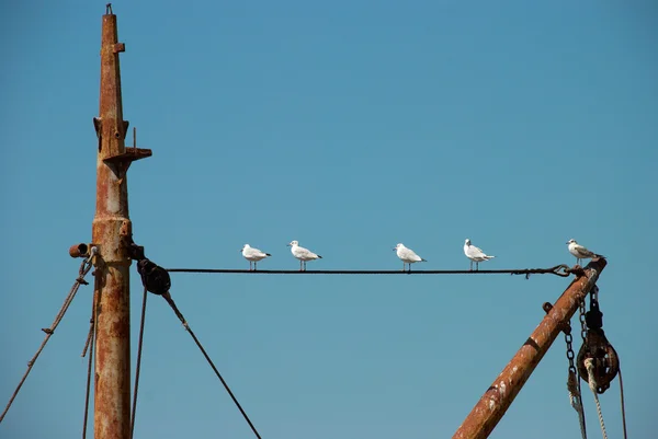 Seagulls on a rope — Stock Photo, Image