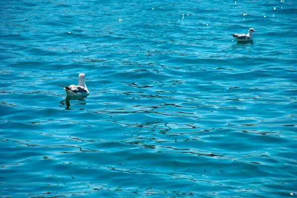 Gaviota flotante — Foto de Stock