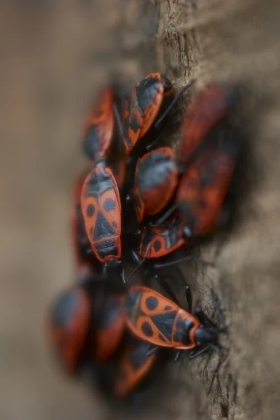 Beetles soldiers — Stock Photo, Image