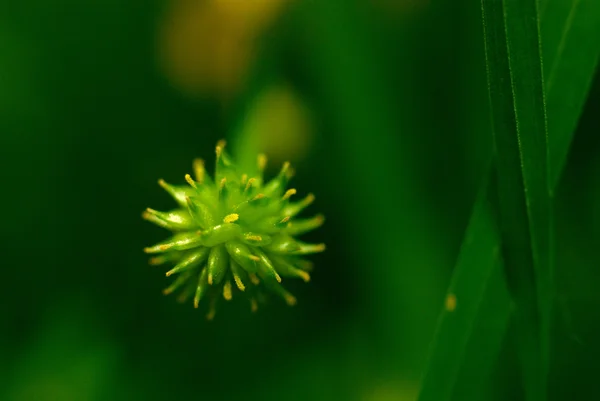 Sprossen einer Pflanze — Stockfoto