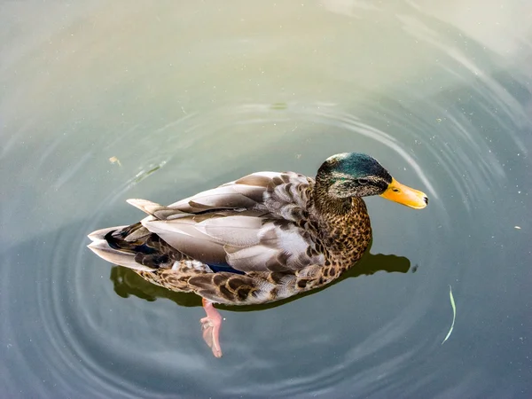 Утка плавает в грязной воде — стоковое фото