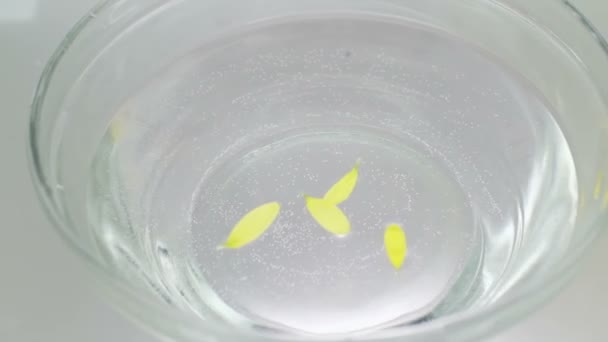 Żółte Płatki Kwiatu Wpadają Dużego Szklanego Pojemnika Wodą Obok Szklanego — Wideo stockowe