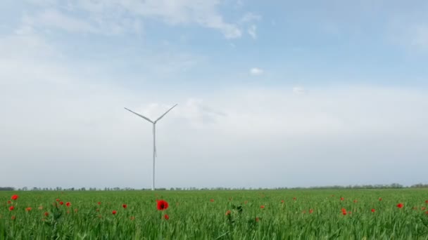 Gyönyörű Zöld Mező Fiatal Búza Piros Mák Hátterében Működő Szélgenerátorok — Stock videók
