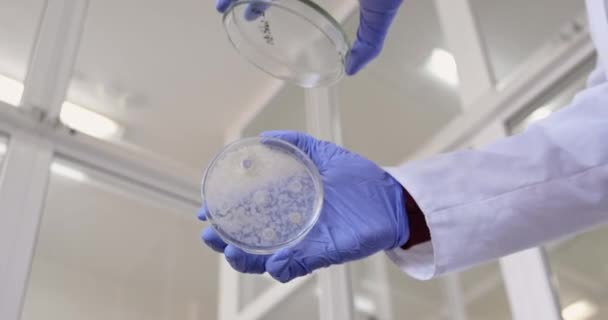 Un scientifique ouvre une boîte de Pétri pour montrer la colonie de Bacillus subtilis — Video