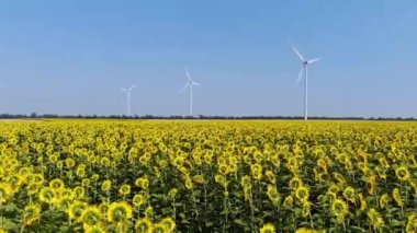 Temiz enerji ve korunmuş doğa. Ayçiçeği tarlasına odaklan. Arka planda dönen rüzgar türbinlerinin arka planında çiçek açan bir ayçiçeği tarlasında uçmak.