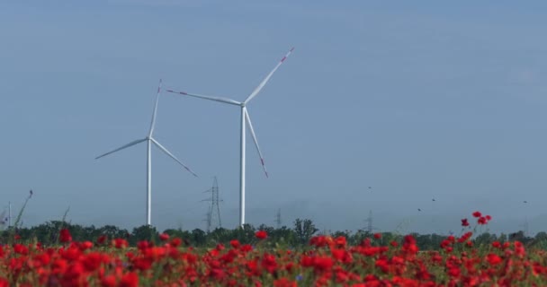 Rüzgar türbinleri gelincik tarlasında elektrik üretir. — Stok video