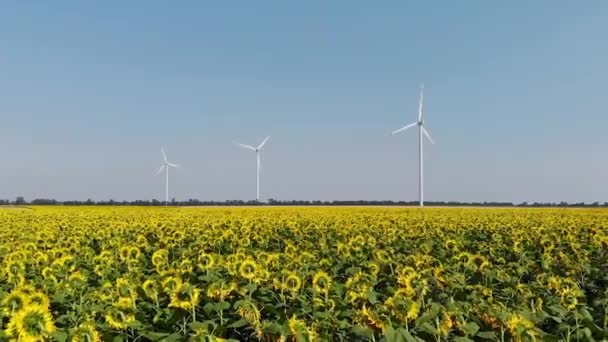 Windmühlen erzeugen Strom auf Sonnenblumenfeld — Stockvideo