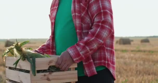 Agricoltore gira intorno portando scatola di legno con pannocchie di mais — Video Stock