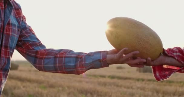 Agricultor dá melão maduro a colega e homens apertar as mãos — Vídeo de Stock