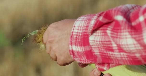 Człowiek w czerwonej koszuli obiera kolbę kukurydzy z liści i pokazuje — Wideo stockowe