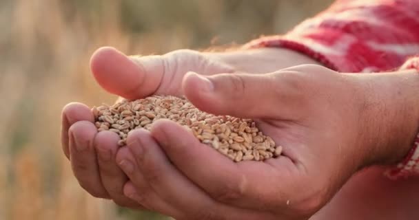 Çiftçi tarlada birleştirilmiş palmiyelerde olgunlaşmış buğday taneleri tutar. — Stok video