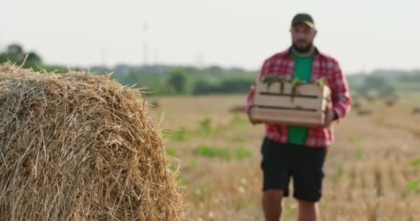 Boer draagt doos met verse maïskolven in het veld en ruikt — Stockvideo