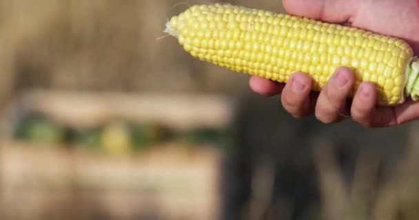 Çimlerin üzerinde mısır koçanı olan bir çanta ve elinde mısır koçanı tutan bir adam. — Stok video