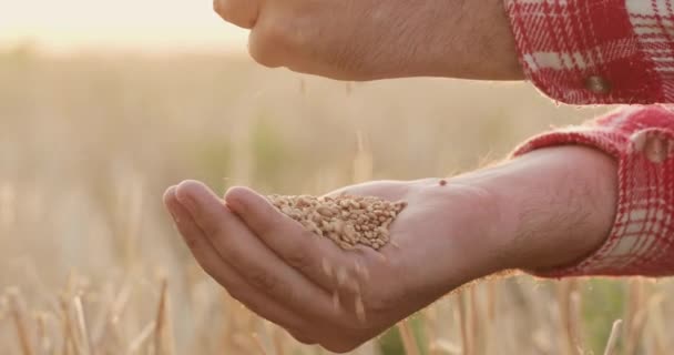 Farmář nalévá zrnka zralé pšenice z ruky do dlaně detailně nahoru — Stock video