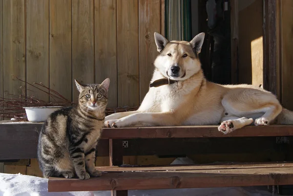Hond en kat op de trappen van het huis — Stockfoto