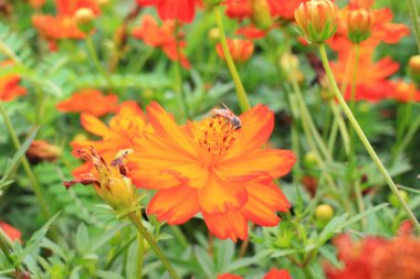 Bahçedeki renkli çiçekler.