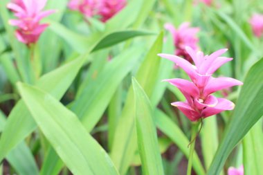 Bahçedeki renkli çiçekler.