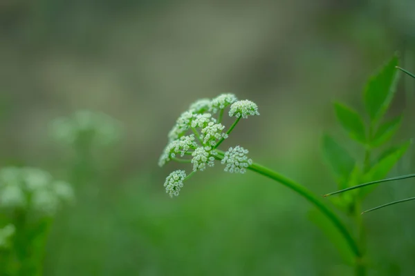 White Flower — Stock Photo, Image