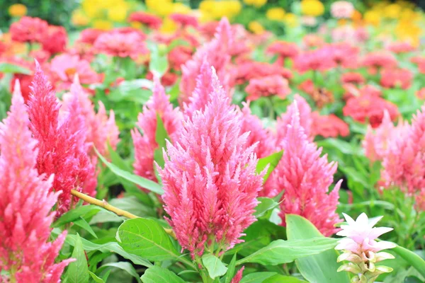 Flores de colores en el jardín —  Fotos de Stock