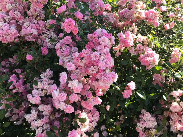 Rosa Blommor Trädgården — Stockfoto