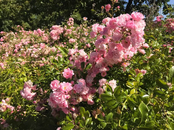 花园里的粉红花朵 — 图库照片