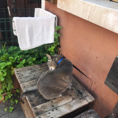 Burano adasındaki kedi Venedik İtalya 'daki renkli evler