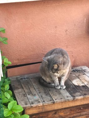 Burano adasındaki kedi Venedik İtalya 'daki renkli evler