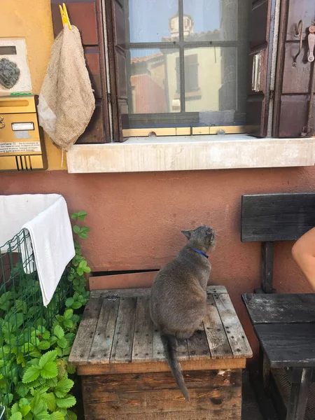 Burano Adasındaki Kedi Venedik Talya Daki Renkli Evler — Stok fotoğraf