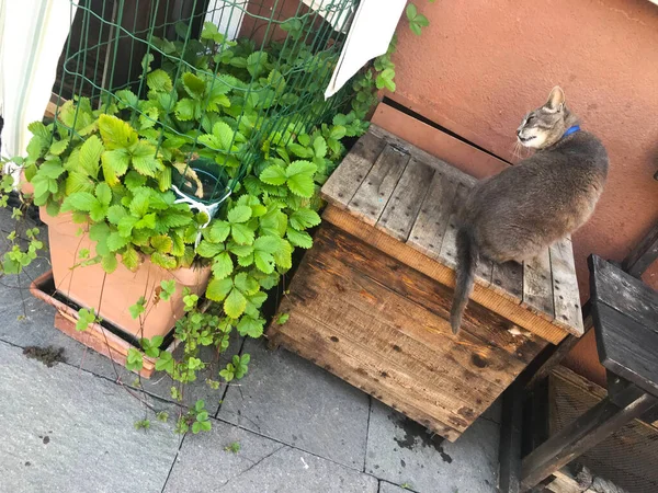 ヴェネツィアのブラーノ島のカラフルな家の猫イタリア — ストック写真