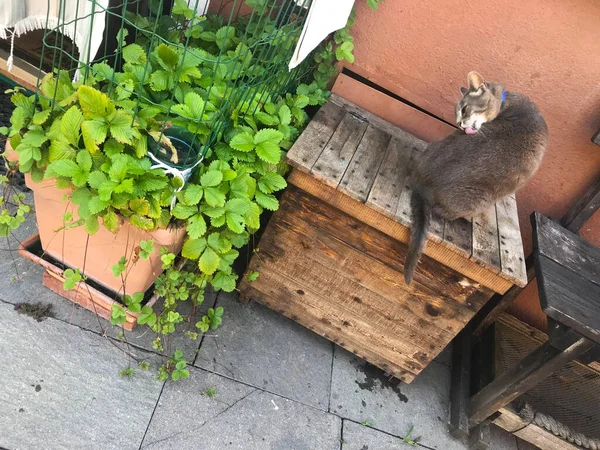 Кот и лиса