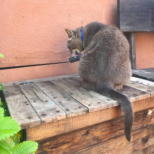 Katze Burano Insel Bunte Häuser Venedig Italien — Stockfoto