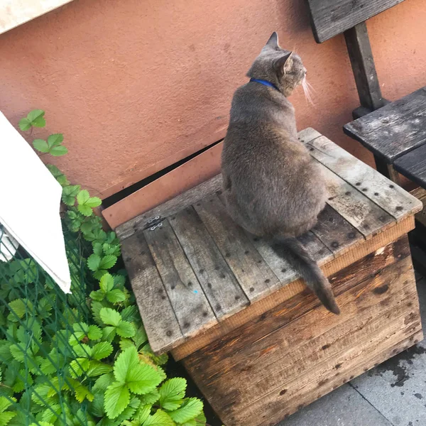 Katt Burano Färgglada Hus Venedig Italien — Stockfoto