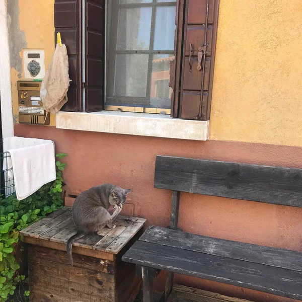 Katze Burano Insel Bunte Häuser Venedig Italien — Stockfoto