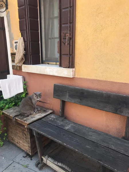 Gatto Nell Isola Burano Case Colorate Venezia — Foto Stock