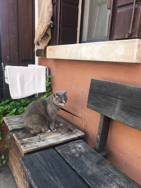 Katze Burano Insel Bunte Häuser Venedig Italien — Stockfoto