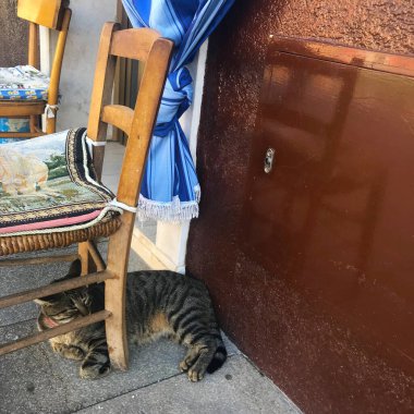 Burano adasındaki kedi Venedik İtalya 'daki renkli evler
