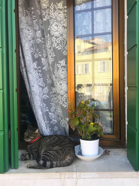 Katt Burano Färgglada Hus Venedig Italien — Stockfoto