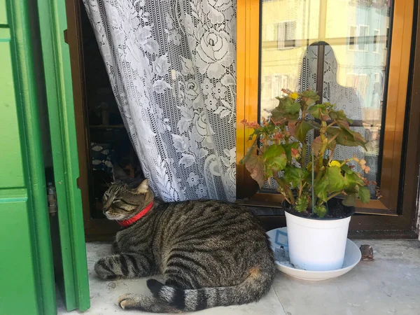 Katt Burano Färgglada Hus Venedig Italien — Stockfoto