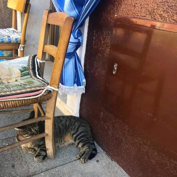 Katt Burano Färgglada Hus Venedig Italien — Stockfoto