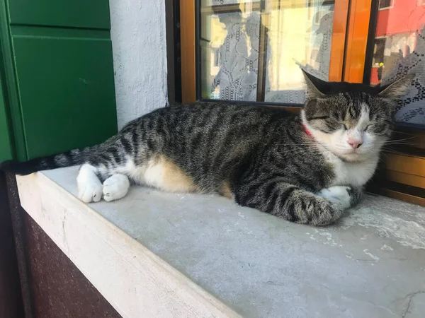 Gatto Nell Isola Burano Case Colorate Venezia — Foto Stock