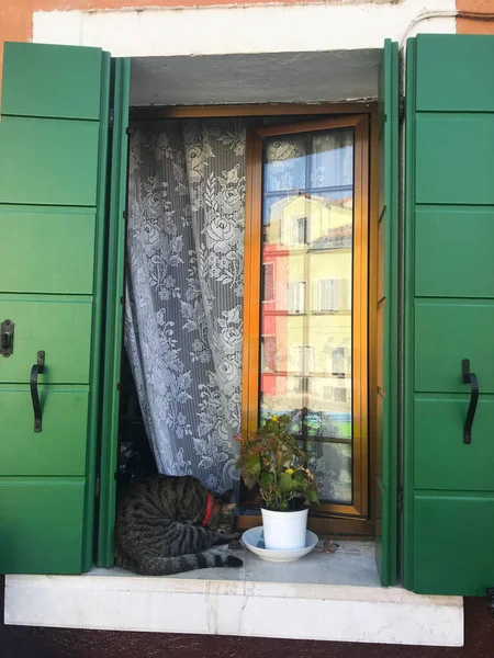 Katt Burano Färgglada Hus Venedig Italien — Stockfoto