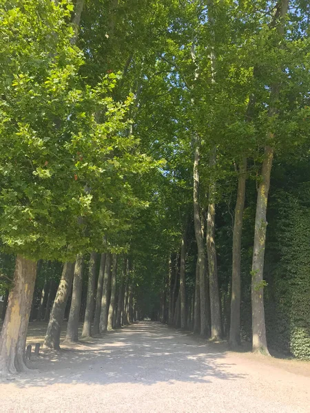 Château Versailles Fontaine Apollon Jardins Versailles Près Paris France — Photo