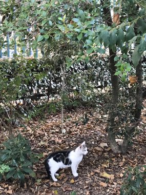 Beyaz kedi Paris, Fransa 'da sahada