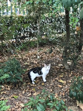 Beyaz kedi Paris, Fransa 'da sahada