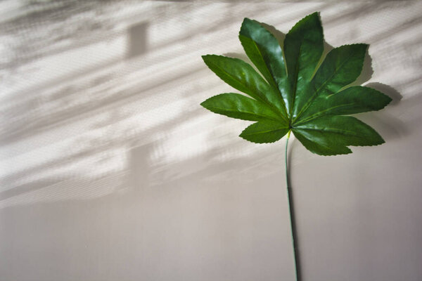 green leaf on a wall background