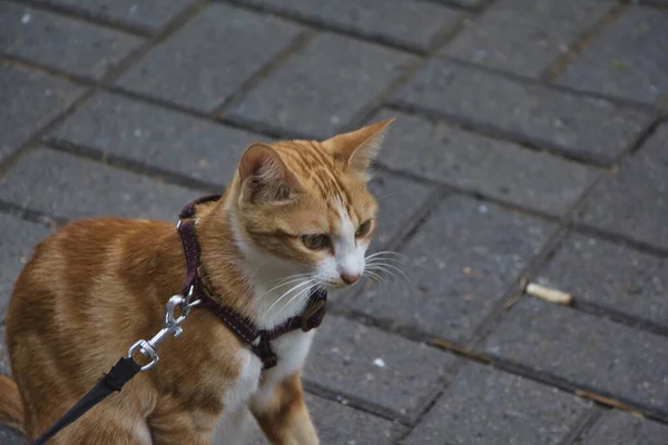 Μια Γάτα Στο Δρόμο — Φωτογραφία Αρχείου